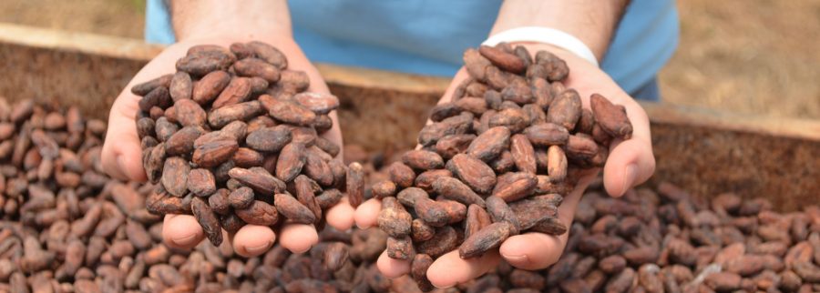 Cover image of Nahua Cacao & Chocolate, Cultivos agrícolas venture on VC4A