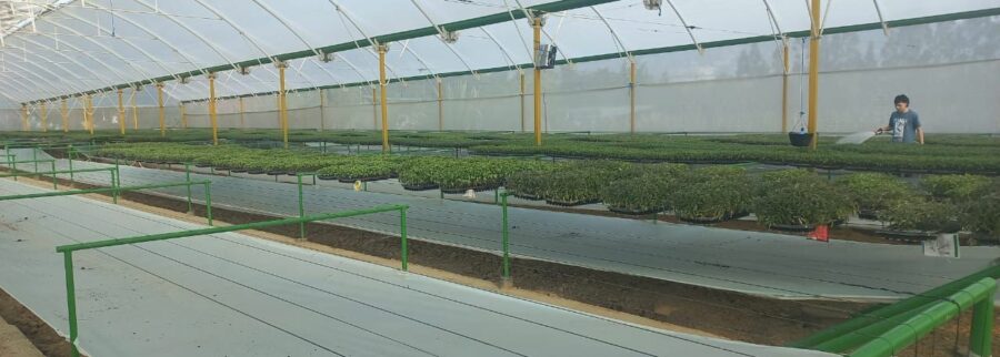 Cover image of Boyacá Prime Tomatoes, Agribusiness venture on VC4A